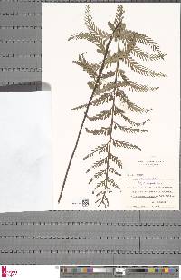 Asplenium loxoscaphoides image