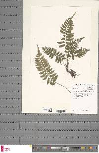 Asplenium inaequilaterale image