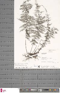 Asplenium herpetopteris image