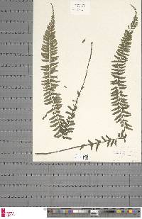 Asplenium erectum image