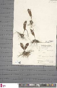 Ophioglossum costatum image