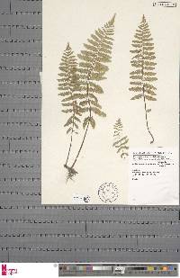 Arthropteris orientalis image