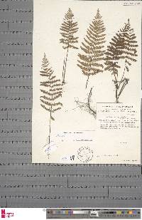 Arthropteris orientalis image