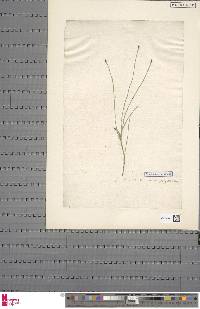 Equisetum palustre image