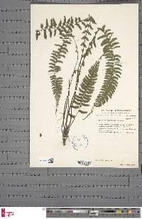 Asplenium inaequilaterale image