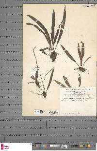 Elaphoglossum lancifolium image