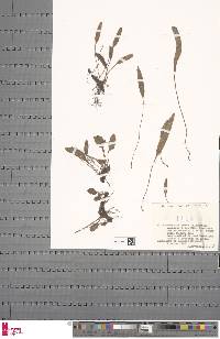 Elaphoglossum aubertii image
