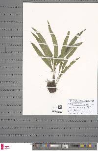 Elaphoglossum lancifolium image