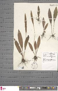 Elaphoglossum angustatum image