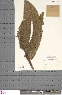 Image of Cyathea grandifolia