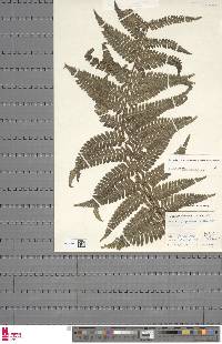 Dryopteris affinis image