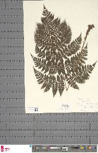 Dryopteris kilemensis image