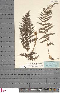 Dryopteris pallida image