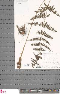 Dryopteris manniana image