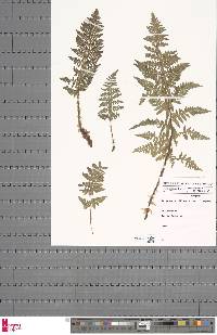 Dryopteris villarii image