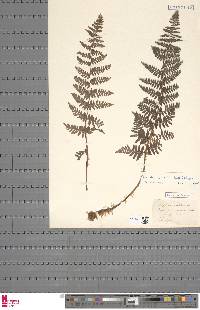 Dryopteris villarii image