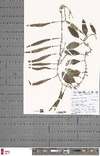 Microgramma lycopodioides image