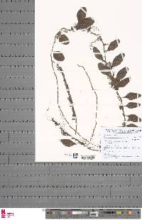 Microgramma lycopodioides image