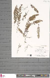 Hymenophyllum kuhnii image