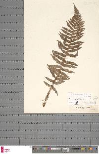 Polystichum setiferum image