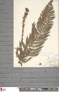 Polystichum setiferum image