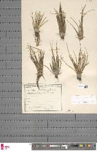 Isoetes longissima subsp. adspersa image
