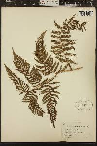 Cyathea microdonta image