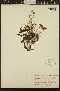 Hymenophyllum rufum image
