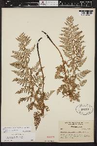 Athyrium americanum image