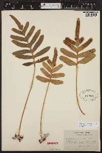 Polypodium scouleri image