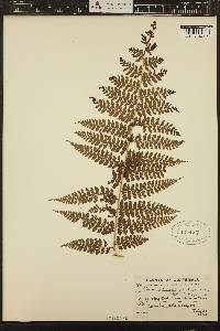 Dennstaedtia cicutaria image