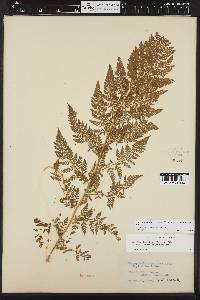 Athyrium americanum image