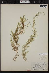 Selaginella oregana image