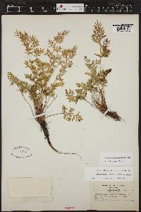 Cryptogramma acrostichoides image