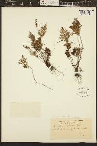 Aspidotis californica image