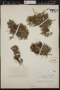 Selaginella wallacei image