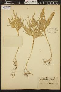 Selaginella conduplicata image