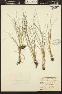 Isoetes longissima subsp. intermedia image