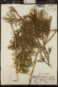 Image of Palhinhaea crassifolia