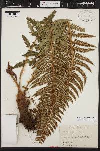 Polystichum andersonii image