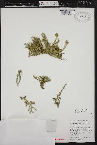 Diphasiastrum sitchense image