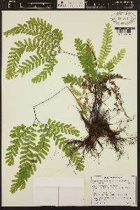 Adiantum aleuticum image