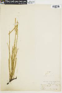 Equisetum nelsonii image