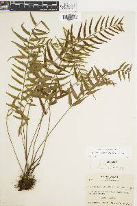 Asplenium auritum image