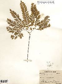 Adiantum pedatum image