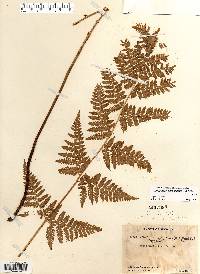 Dryopteris carthusiana image