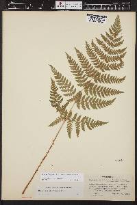 Dryopteris expansa image