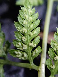 Athyrium schimperi image