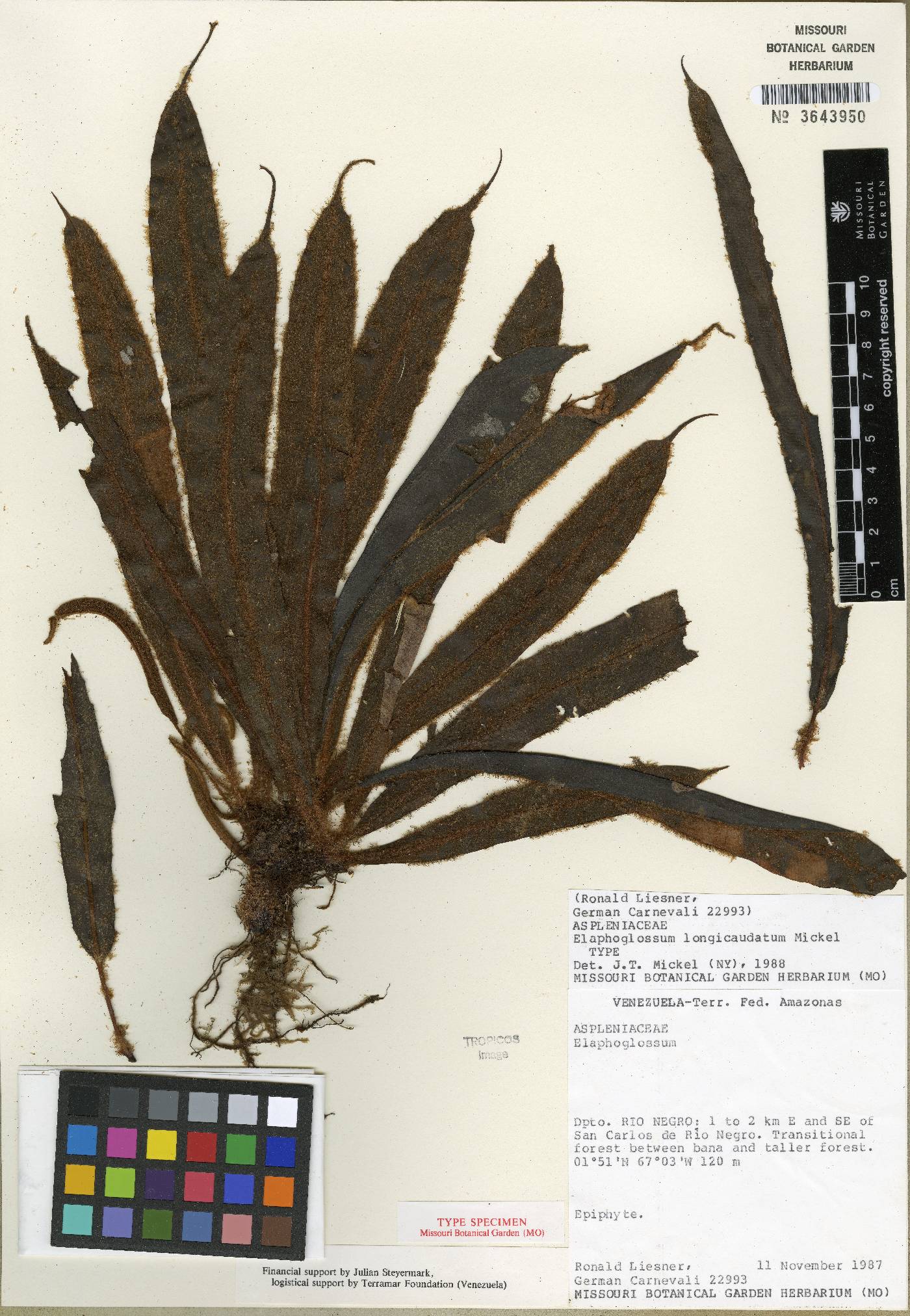 Elaphoglossum longicaudatum image