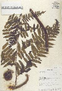 Cyathea nigripes image